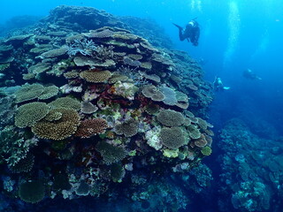 Beautiful coral reef and scuba divers in Ishigaki island