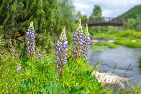 Blue and violet flowering plant lupinus