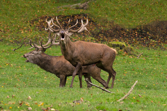 Hirschbrunft im Riedforst, Schwalm-Eder-Kreis