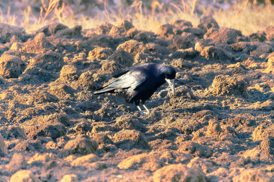 Rooks eat earthworms on lawn. Bird forcefully drives beak into soil. How does a rook notice a worm burrow in plowed field