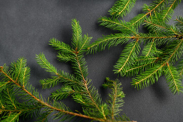 Live Christmas tree branches lie on a gray textured background. Christmas and New Year concept.