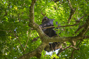 A chimpanzee sitting on a tree in a forest
