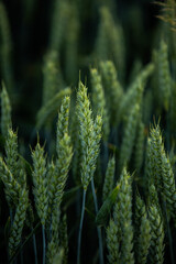 green wheat fields, pola młodej zielonej pszenicy  - obrazy, fototapety, plakaty