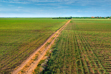 Fototapeta na wymiar Aerial view of country dirt road through cultivated landscape