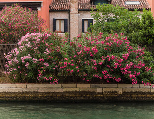 colorful and picturesque house surrounded by pink flowers in Venice, Italy 