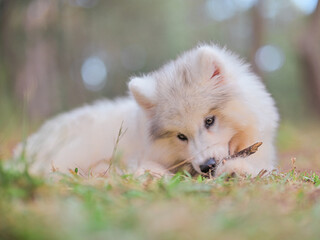 Obraz premium Happy Running Husky