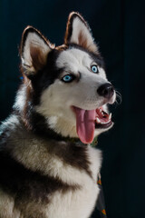 Black and White Husky studio portrait