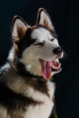 Fototapeta premium Black and White Husky studio portrait