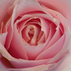 beautiful rose