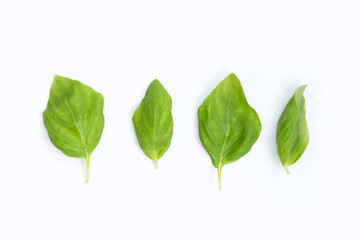 Fototapeta premium Basil leaves on white background.