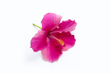 Hibiscus flower on white background.