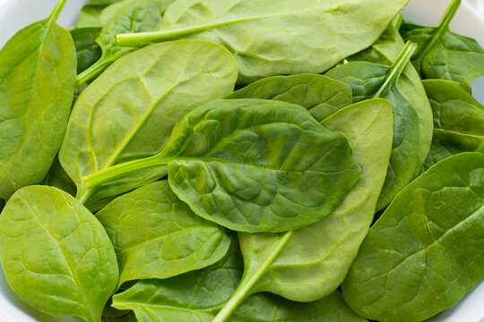 Spinach leaves. Extremely nutrient-rich vegetable