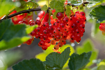 Fototapeta premium Johannisbeeren