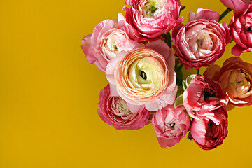 Close up shot of beautiful pink and white bi color ranunculus bouquet over mustard yellow background. Visible petal structure. Detailed bright patterns of flower buds. Top view, copy space for text.