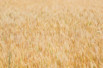 Spikelets of wheat on the field in the afternoon in summer