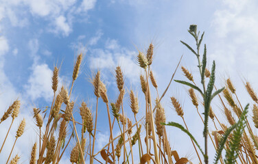 Spikelets of wheat on the field in the afternoon in summer