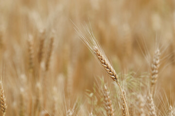 Spikelets of wheat on the field in the afternoon in summer