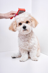 The girl combs the hair of a domestic pet puppy breed Maltipoo