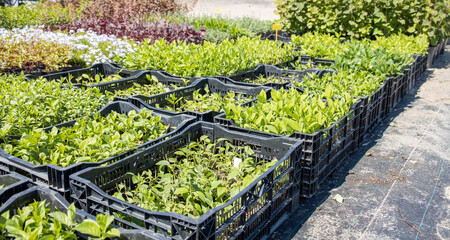 Plants in the garden center. Flowers in plastic containers. Wholesale base for the sale of garden plants.