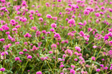 Close-up Of Purple Flowering Plants On Field