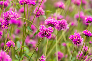 Fototapeta premium Close-up Of Purple Flowering Plants On Field