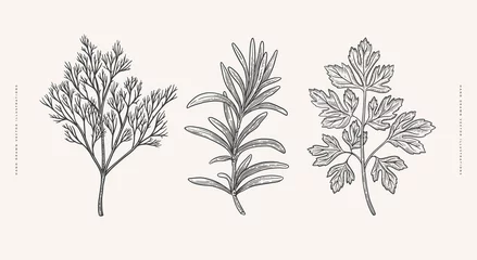 Foto op Aluminium Branches of rosemary, cilantro and dill on a light background isolated. Hand-drawn spicy herb for cooking. Concept of organic food. Vector botanical illustration. © KOSIM