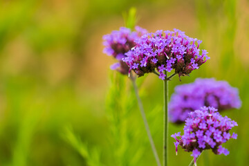 Obraz premium Close-up Of Purple Flowering Plants On Field