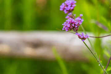 Close-up Of Purple Flowering Plants On Field