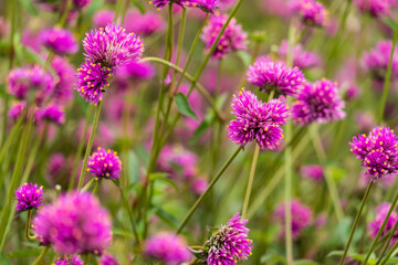 Fototapeta na wymiar Close-up Of Purple Flowering Plants On Field