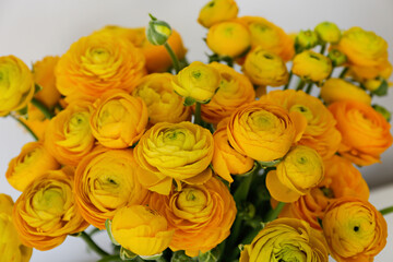 Macro shot of beautiful tender yellow-orange ranunculus bouquet over isolated background. Visible petal structure. Bright patterns of flower buds. Top view, close up, copy space, cropped image.