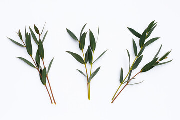 Green leaves of eucalyptus on white