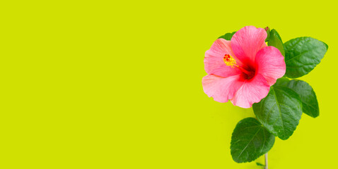 Hibiscus flower on green background.