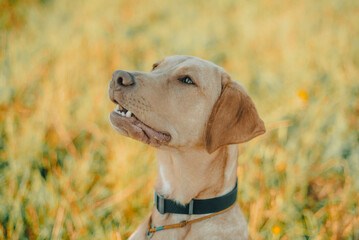 dog labrador retriever fawn color in nature, kind dog, bright big dog, labrador junior on the grass