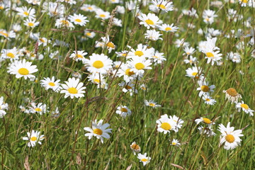 Patch of wild daisies in a field