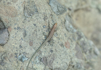 lizard on sunny rock outside.
