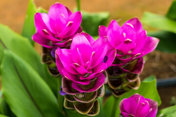 Closeup Pink Curcuma sessilis flowers in garden