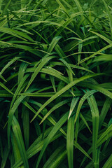 Beautiful abstract nature background with selective focus. Phone desktop background. Fresh green grass cover. Organic lifestyle.