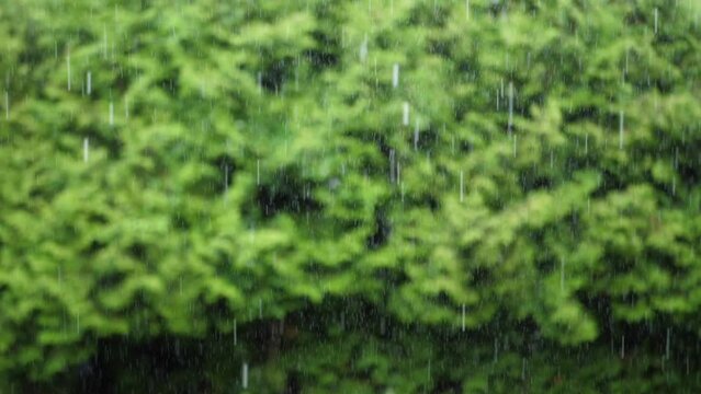 heavy rain during summer in slow motion
