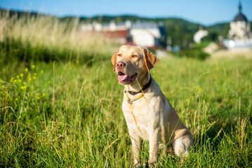 dog labrador retriever fawn color in nature, kind dog, bright big dog, labrador junior on the grass