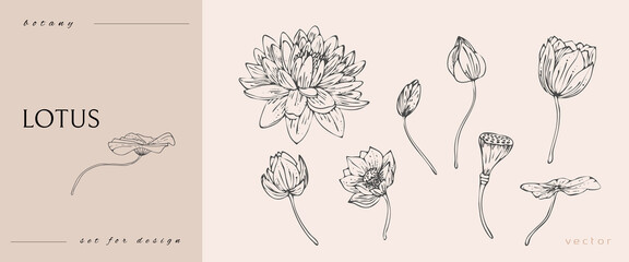 Lotus flower and leaves. Line art black and white. Line art botanical illustration isolated on white background. vector lotus