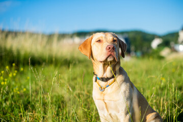 dog labrador retriever fawn color in nature, kind dog, bright big dog, labrador junior on the grass