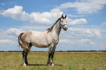 Beautiful big gray stallion horse against the background of the sky in the clouds