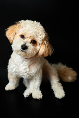 A portrait of beige Maltipoo puppy on a black background. Adorable Maltese and Poodle mix Puppy