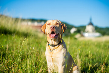 dog labrador retriever fawn color in nature, kind dog, bright big dog, labrador junior on the grass