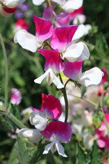 Pink and white sweet peas growing in a garden
