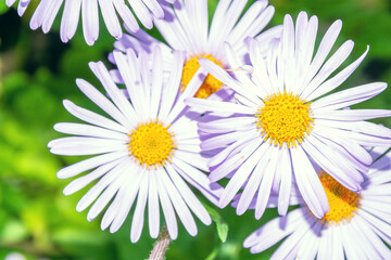 Beautiful flowers outdoors. White flowers in the garden. Flowers close up