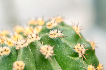Prickly green cactus close up. Macro of a cactus thorn