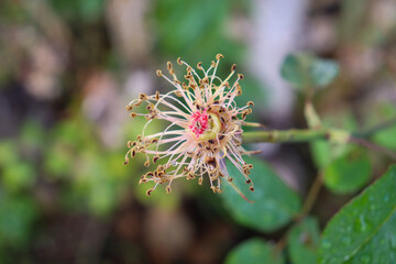 flower stamen of rose