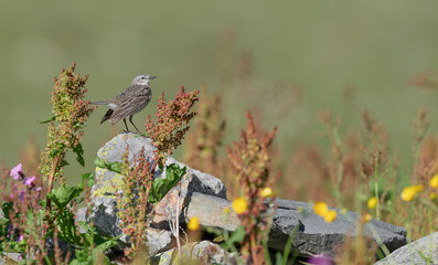 Among the flowers, Water pipit in spring season (Anthus spinoletta)