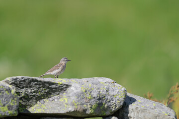 Young Water pipit waits food (Anthus spinoletta)